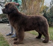 Chovnesukybeloved Chovnesukybeloved